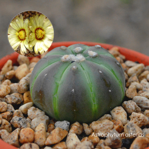 20PCS Astrophytum asterias Cactus Seeds