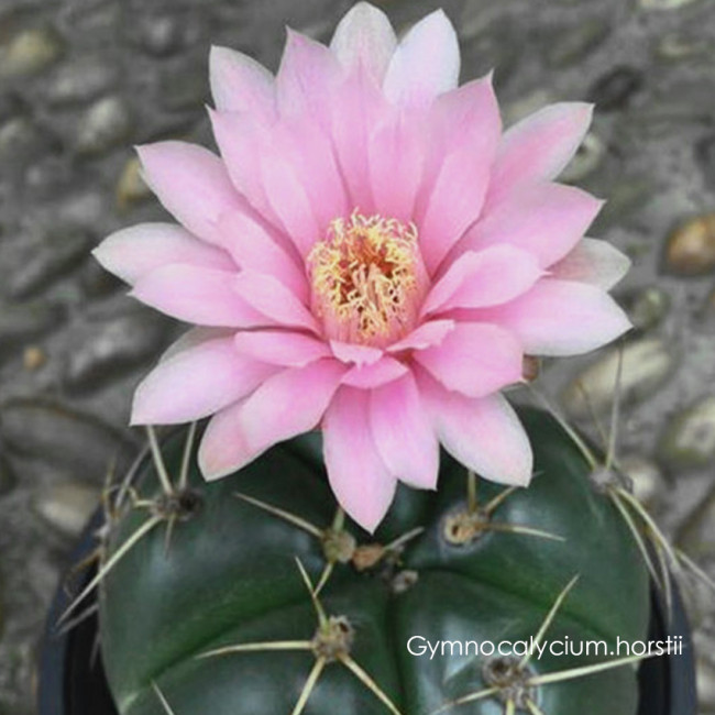 Gymnocalycium horstii Cactus Bulb