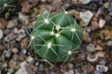 Gymnocalycium horstii Cactus Bulb