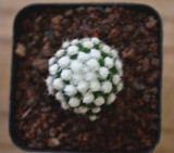 Mammillaria vetula ssp Cactus Bulb