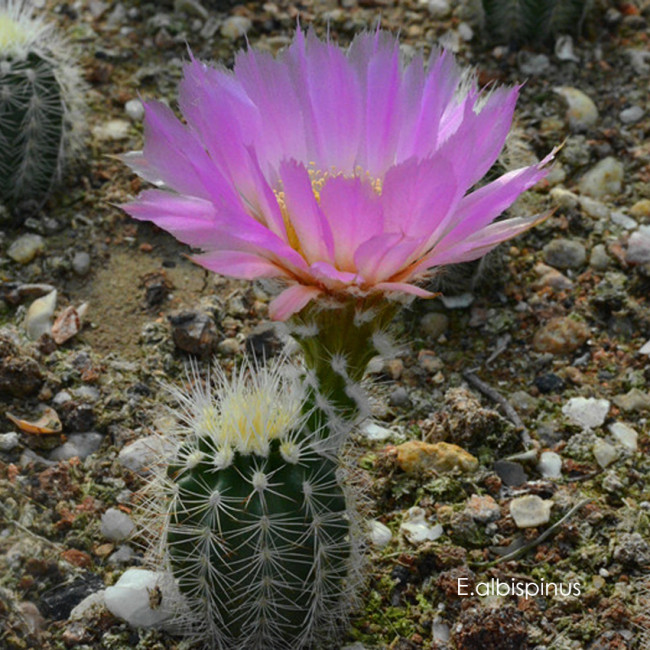 Echinocereus Albispinus Cactus Bulb