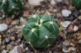 Gymnocalycium horstii Cactus Bulb