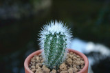 Echinocereus Albispinus Cactus Bulb