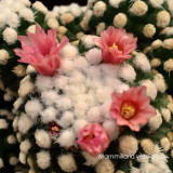 Mammillaria vetula ssp Cactus Bulb