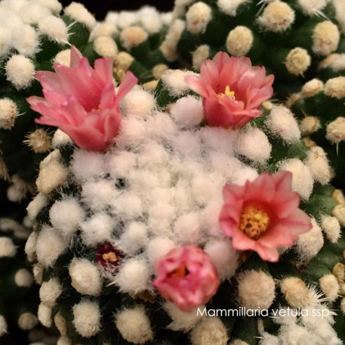 Mammillaria vetula ssp Cactus Bulb