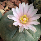 '511' Cactus Bulb