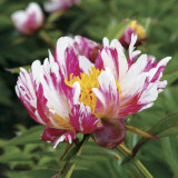 The Rarest Multi-colored Delightfully Ruffled Twisted Japanese Peony Tree Seeds
