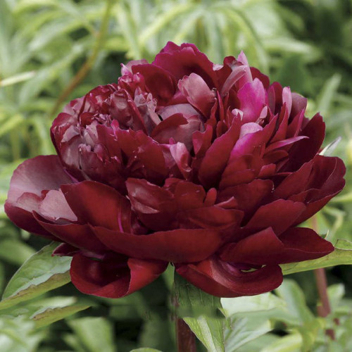 Heirloom 'Miami' Dark Red Burgundy Tree Peony Flower Seeds