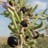 BELLFARM Fresh Feral Organic Black Goji Berry Herbs Seeds