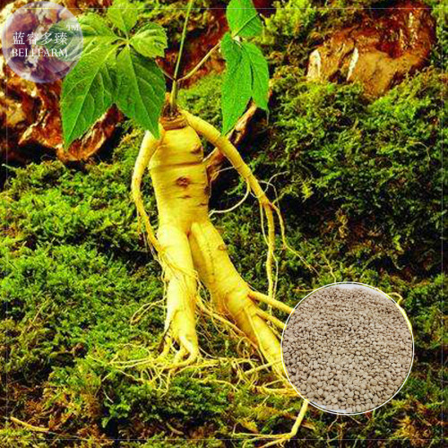 BELLFARM Chinese Ginseng seeds Ashwaganda, 6 Seeds, Professional Pack, heirloom herbs new fresh seeds plants gardening