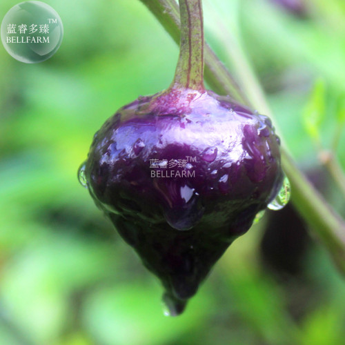 BELLFARM 'Purple UFO' Purple Hot Chilli Seeds, 30 seeds, professional pack, capsicum annuum edible ornamental pepper