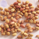 BELLFARM Japanese Pink Cherry Blossom Sakura Tree, 20 seeds, Oriental Sweet Prunus Flower Seeds E3752