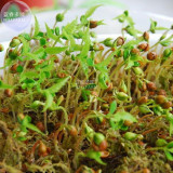 BELLFARM Japanese Pink Cherry Blossom Sakura Tree, 20 seeds, Oriental Sweet Prunus Flower Seeds E3752