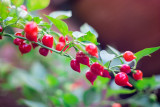 BELLFARM Pepper Biquinho Chupetinha Red Yellow Pepper Seeds, 15 seeds, professional pack, hot chili edible ornamental