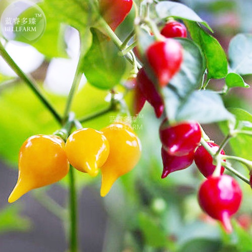 BELLFARM Pepper Biquinho Chupetinha Red Yellow Pepper Seeds, 15 seeds, professional pack, hot chili edible ornamental