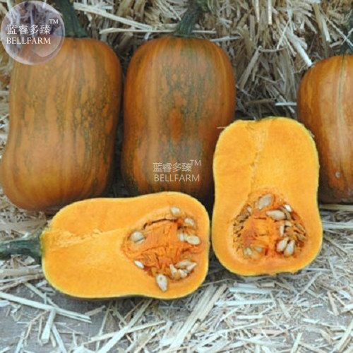 BELLFARM Honeynut Squash Butternut Vegetables, 10 seeds, heirloom sweet organic pumpkin vegetables E3762