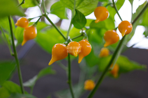 BELLFARM Pepper Biquinho Chupetinha Red Yellow Pepper Seeds, 15 seeds, professional pack, hot chili edible ornamental