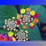 Lantana Camara Perennial Big Wild Sage Flower Seeds, Professional Pack, 10 Seeds / Pack, Shrubby Tickberry #NF950