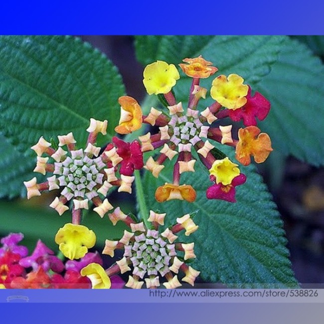 Lantana Camara Perennial Big Wild Sage Flower Seeds, Professional Pack, 10 Seeds / Pack, Shrubby Tickberry #NF950