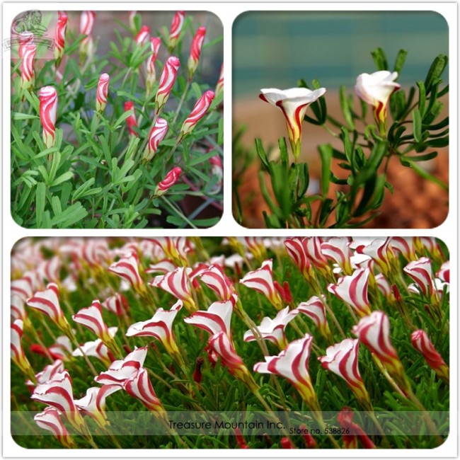 Rare Oxalis Versicolor Candy Cane Sorrel Seeds, Professional Pack, 100 Seeds / Pack, World's Rare Flowers For Garden Home Plants
