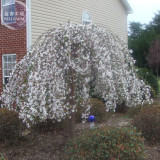 BELLFARM 20+ Snow Fountain Weeping Cherry Tree Seeds, Professional Pack, home garden dwarf tree drought tolerant hardy BD003H