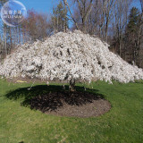 BELLFARM 20+ Snow Fountain Weeping Cherry Tree Seeds, Professional Pack, home garden dwarf tree drought tolerant hardy BD003H