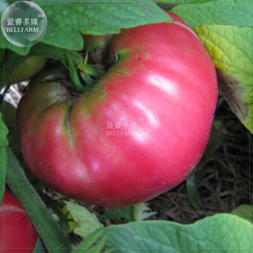 BELLFARM Bonsai Tomato Giant 36 Types of Vegetable Fruits, 100 seeds/pack, professional pack, black white blue purple red pink