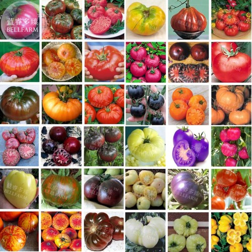 BELLFARM Bonsai Tomato Giant 36 Types of Vegetable Fruits, 100 seeds/pack, professional pack, black white blue purple red pink