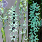 BELLFARM Ixia Viridiflora Imported Seed, only one seed, professional pack, blue perennial flowers with black centre