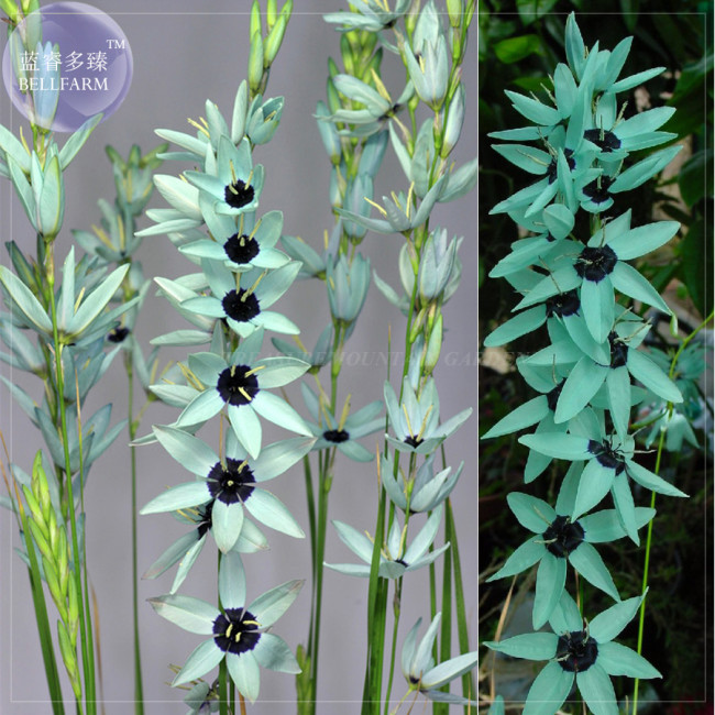 BELLFARM Ixia Viridiflora Imported Seed, only one seed, professional pack, blue perennial flowers with black centre