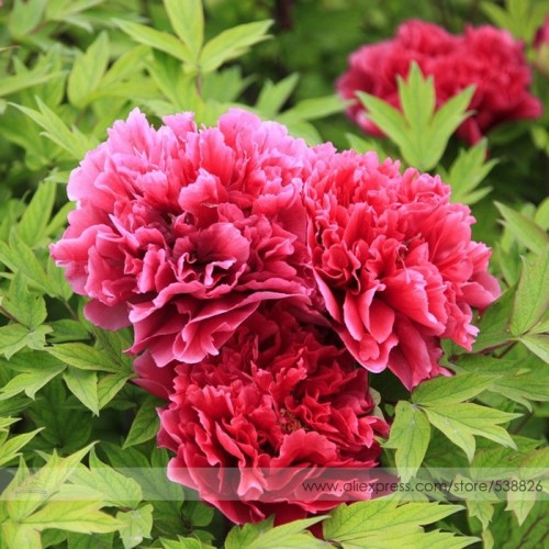 Heirloom 'Hong Qi Man Juan' Dark Red Three-headed Peony Flower Seeds, Professional Pack, 5 Seeds / Pack, Light Fragrant #NF753