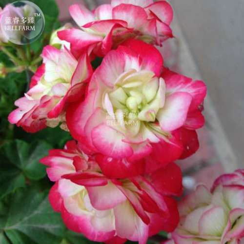 BELLFARM Geranium White Red Ball Type Flower Seeds, 10 Seeds, big blooms pelargonium hortorum home bonsai garden plant BD145H