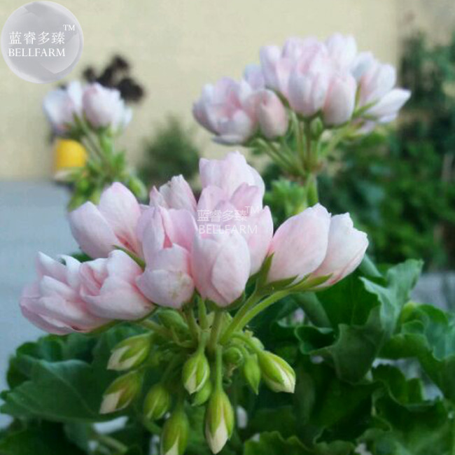 BELLFARM Geranium Purely Light Pink Compact Rosebuds (flower won't open) Flower Seeds, 10 seeds, professional pack, very beauty