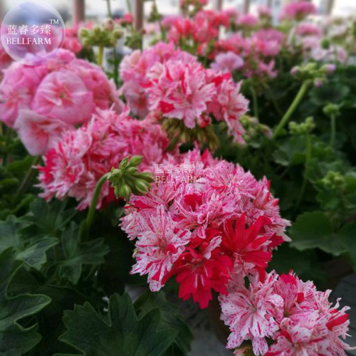 BELLFARM Geranium Pink & Dark Red Blooms Saw-toothed Petals Flower Seeds, 10 seeds, home garden bonsai flowers