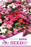 Impatiens Walleriana Tempo Wedgewood Mix Seeds Garden Seeds