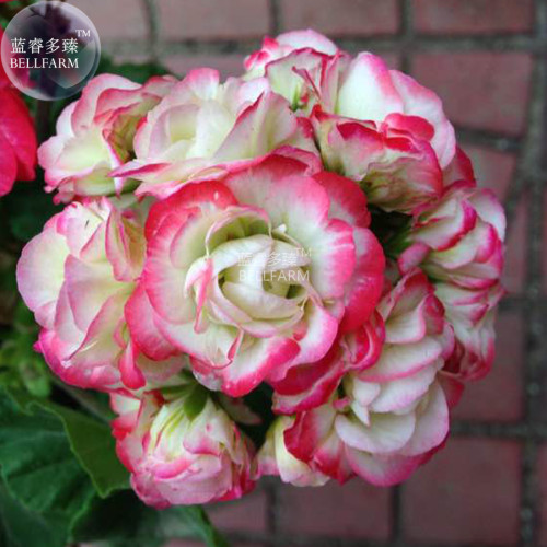BELLFARM Geranium White Red Ball Type Flower Seeds, 10 Seeds, big blooms pelargonium hortorum home bonsai garden plant BD145H