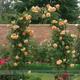 Rare ' Crown Princess Margareta' Orange Climbing Rose Shrub Seeds, Professional Pack, 50 Seeds / Pack, Cupped Fragrant Flowers