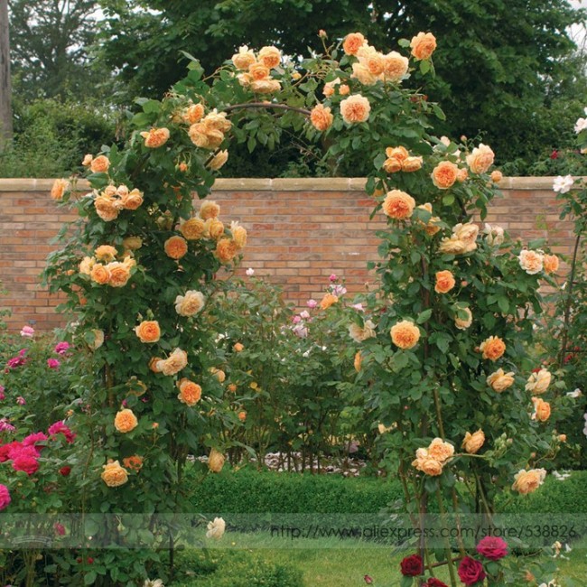 Rare ' Crown Princess Margareta' Orange Climbing Rose Shrub Seeds, Professional Pack, 50 Seeds / Pack, Cupped Fragrant Flowers