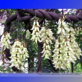 Limited Mucuna 100% True White Colors Florida Velvet Bean Vine Garden Flower Seeds, Professional Pack, 5 Seeds / Pack