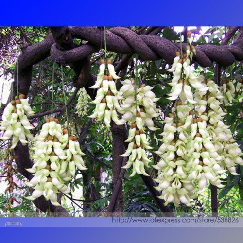 Limited Mucuna 100% True White Colors Florida Velvet Bean Vine Garden Flower Seeds, Professional Pack, 5 Seeds / Pack