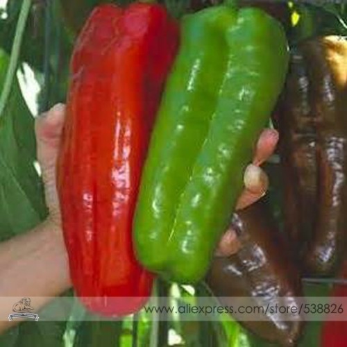 Heirloom Giant Marconi Pepper Organic Seeds, Professional Pack, 100 Seeds / Pack, Sweet Long Super Big Pepper #NF672