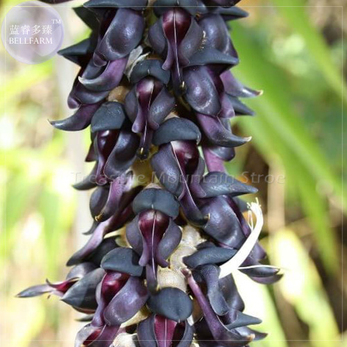 Rare Mucuna Pruriens Black Jade Vine Seeds, 5 seeds, professional pack, very beautiful woody climbing perennial flowers TS380T