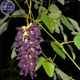 Rare Mucuna Pruriens Black Jade Vine Seeds, 5 seeds, professional pack, very beautiful woody climbing perennial flowers TS380T