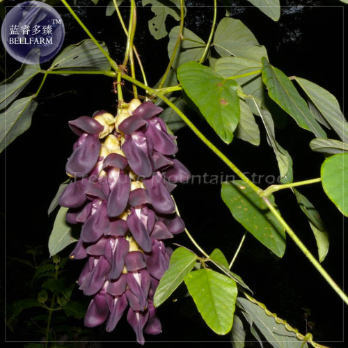 Rare Mucuna Pruriens Black Jade Vine Seeds, 5 seeds, professional pack, very beautiful woody climbing perennial flowers TS380T