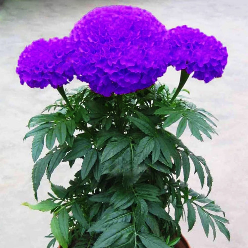 Purplish Blue Marigold Perennial Flower Seeds