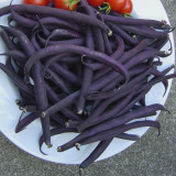 Heirloom Dark Bush Bean 'Royal Burgundy' Phaseolus vulgaris 15 Seeds Original Pack