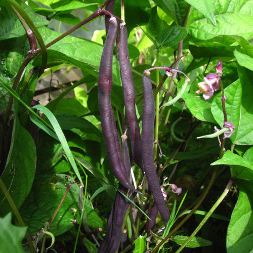Heirloom Dark Bush Bean 'Royal Burgundy' Phaseolus vulgaris 15 Seeds Original Pack