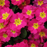 Primula sieboldii genuina Skvortsov Primula patens var., 10 Seeds, pink-yellow primula big compact flowers