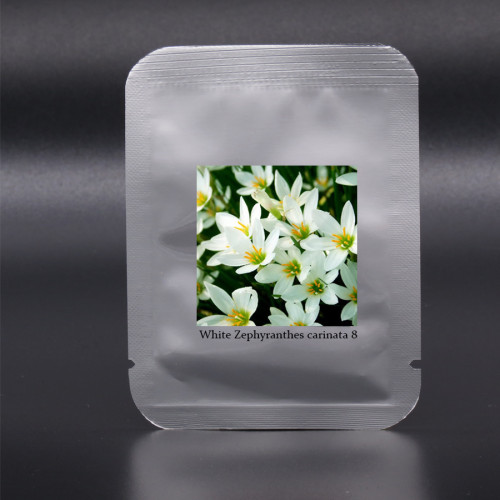 Zephyranthes carinata White Red Yellow Pink Rain Lily Perennial Garden Flower Seeds