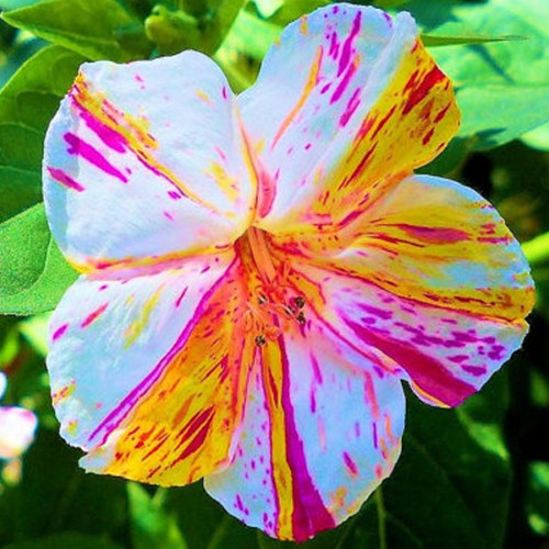 Heirloom Marvel of Peru Flower Seeds, Professional Pack, 20 Seeds / Pack, Unique Four O'Clock Flowers Color Striped Flowers